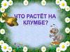 Что растёт на клумбе