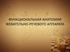 Функциональная анатомия жевательно-речевого аппарата