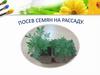 Посев семян на рассаду