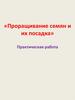 Проращивание семян и их посадка