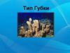 Тип Губки