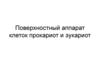 Поверхностный аппарат клеток прокариот и эукариот