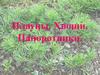 Плауны. Хвощи. Папоротники