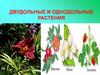 Двудольные и однодольные растения