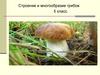Строение и многообразие грибов