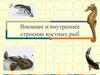 Внешнее строение и скелет костных рыб