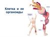 Клетка и ее органоиды
