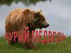 Бурый медведь