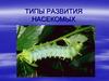 Типы развития насекомых