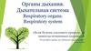 Органы дыхания. Дыхательная система