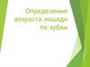 Определение возраста лошади по зубам