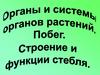 Органы и системы органов растений. Побег. Строение и функции стебля