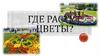 Где растут цветы?