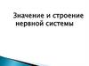 Значение и строение нервной системы. 8 класс