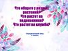 Что общего у разных растений? Что растет на подоконнике? Что растет на клумбе?
