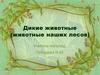 Дикие животные (животные наших лесов)