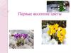 Первые весенние цветы
