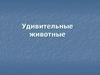 Удивительные животные