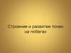 Строение и развитие почек на побегах