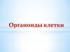 Органоиды клетки