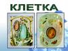 Общее строение клетки