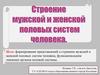 Строение и функции мужской и женской половых систем человека