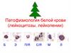 Патофизиология белой крови (лейкоцитозы, лейкопении)
