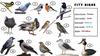 City birds (vocabulary and characteristics)
