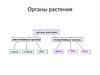 Строение растений. Органы