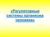 Регуляторные системы организма человека