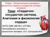 Анатомия и физиология сердечно-сосудистой системы человека