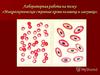 Микроскопическое строение крови человека и лягушки
