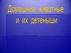 Домашние животные и их детеныши