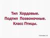 Тип Хордовые. Подтип Позвоночные. Класс Птицы