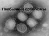 Необычные организмы. Вирусы