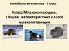 Класс Млекопитающие. Общая характеристика класса млекопитающих