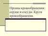Органы кровообращения: сердце и сосуды. Круги кровообращения