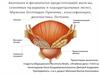 Анатомия и физиология предстательной железы