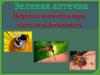 Первая помощь при укусах насекомых