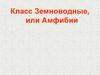 Класс Земноводные, или Амфибии