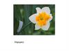 Нарцисс