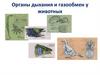 Органы дыхания и газообмен у животных