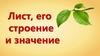 Лист, его строение и значение
