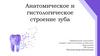 Анатомическое и гистологическое строение зуба