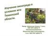 Изучение винограда в условиях юга Тюменской области