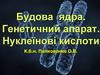 Будова ядра. Генетичний апарат. Нуклеїнові кислоти