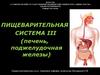 Пищеварительная система 3 (печень, поджелудочная железы)