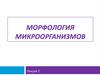 Морфология микроорганизмов. Лекция 2
