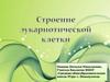 Строение эукариотической клетки