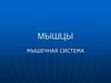 Мышцы. Мышечная система